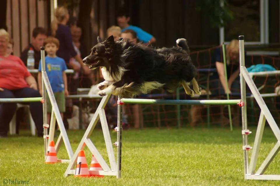 agility-sprung agility-sprung