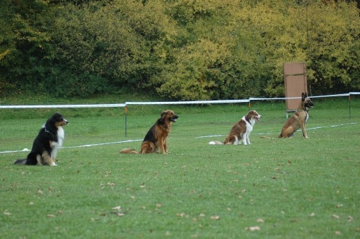 obedience-sitz obedience-sitz